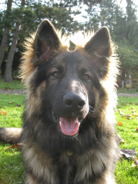Fotos/2011 vervolgAzra/Gozer/november/IMG_0771 [Gozer1].JPG